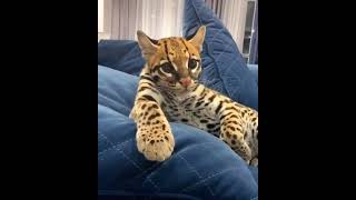 Pet ocelot cat [upl. by Adham]