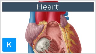 Anatomy of the Heart Ventricles Atria and Functions  Human Anatomy  Kenhub [upl. by Negrom180]