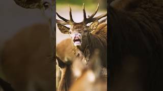 The Kashmir stag Cervus hanglu hanglushorts viral shortsvideo [upl. by Zachery991]