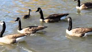 Les outardes et les oies sauvages [upl. by Maice]