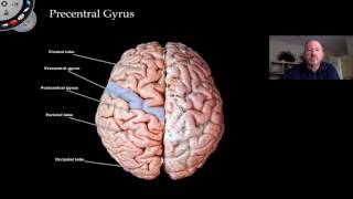 The Cerebrum [upl. by Moreen]