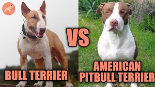 Bull Terrier vs American Pitbull Terrier Whats the Difference [upl. by Kelwunn112]