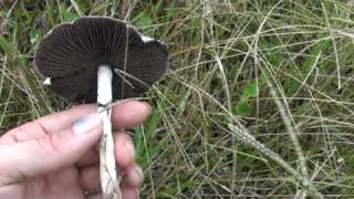 Psilocybin Cubensis mushrooms examples in situ  part 2 [upl. by Navillus]