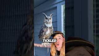 Owl Gets TICKLED Funny MrBeast Viral [upl. by Sel]