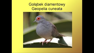 Gołąbek diamentowy Geopelia cuneata [upl. by Orimar]