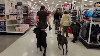 Asheville Dog Training  Dogs Heeling in Public newfoundland boxerdog [upl. by Corley]