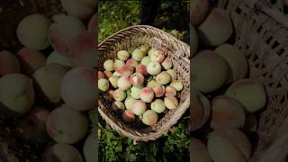 Peach very crispy and fresh  harvesting fresh peach fruit shorts ytshorts satisfying [upl. by Pohsib]