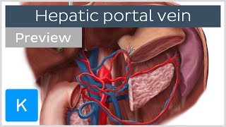 Hepatic Portal Vein preview  Human Anatomy  Kenhub [upl. by Hgieloj]