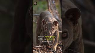 The Fossa  Madagascars Top Predator shorts wildlife animalshorts fossa animals [upl. by Geis875]