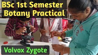 Botany Practical BSc 1st SemesterVolvox Zygote PracticalBSc 1st Semester Botany Practical Volvox [upl. by Andria]