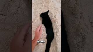 ich habe am Strand gespielt bis diese Katze aufgetaucht ist ❤️ [upl. by Illib]