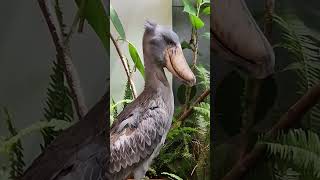 Meet the SHOEBILL STORK Often Reffered to As the Living [upl. by Shurlock]