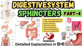 Sphincters in Digestive System  Digestive Tract Anatomy and Physiology [upl. by Efron216]