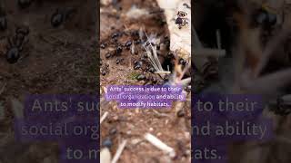 Ants didyouknow facts [upl. by Akeem]