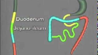 Folding of the Gastrointestinal tract [upl. by Oiromed]