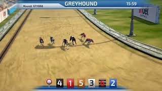 Best Dog Betting Game  Greyhound Racing game 3D virtual dogs InbetGames [upl. by Polad974]