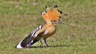 Hoopoe Bird [upl. by Raynata]