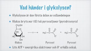 Glykolys [upl. by Nicki285]