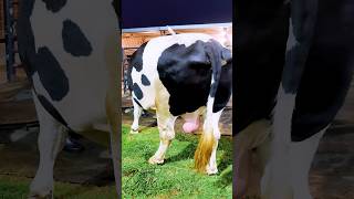 Holstein Friesian bull with exceptional muscle and width [upl. by Cibis]