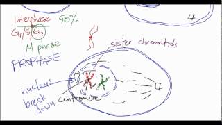 Bio A3 Life Cycle of Cell  Mitosis [upl. by Ahsekahs143]