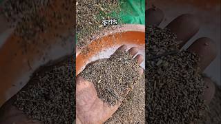 Kodo kutki harvesting threshar agriculture farming viralvideo [upl. by Gnus]