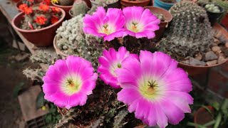 Echinocereus pentalophus  Alicoche  Alicoche falso  cactus [upl. by Dlorrej]