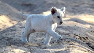 LES ANIMAUX DAFRIQUE DU SUD DOCUMENTAIRE ANIMALIER 2021 [upl. by Cook259]