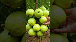 🌿Grow Guava Tree Faster with These Simple Tips guava fruittree [upl. by Eiznek]