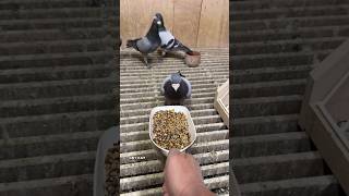 Rohnfried combo moorgold immunbooster and entrobac ceyxloft racingpigeons pigeonracing [upl. by Karalynn]