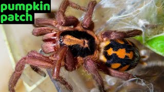 Pumpkin Patch Tarantula Hapalopus formosus Care amp Husbandry [upl. by Lizzie]