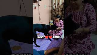 Brandy ❤️❤️Mammivlog doglover brandy dog dogs shorts [upl. by Ellen]