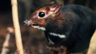 Rare Philippine mouse deer born in UK first at Chester Zoo [upl. by Davin]