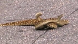 Puff Adder Snakes Fighting in the Road [upl. by Giah527]