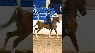 Gorgeous Half Arabian Park Horse Champ in SloMo at Region 7 Arabian Horse Show [upl. by Samoht258]