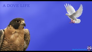 A DOVES LIFE MuffinThePuffin [upl. by Vachel]