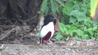 Ivory breasted PITTA [upl. by Lodnar]