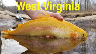 Trout Fishing West Virginias Blackwater River [upl. by Atinreb496]