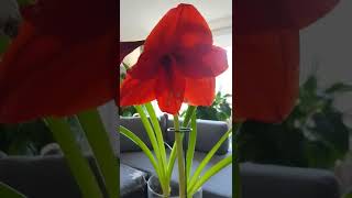 Amaryllis Care Easy plan to get them to rebloom year after year [upl. by Harwill]