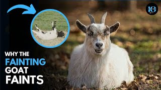 Why Fainting Goats Actually Faint [upl. by Nawed778]