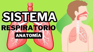 Los SECRETOS Increíbles del SISTEMA RESPIRATORIO por fin Revelados [upl. by Nageek]