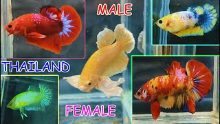 MOST BEAUTIFUL PLAKAT BETTA FISH MALE FEMALE CATLOUGE [upl. by Schug]