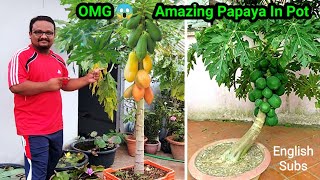 How To Grow Papaya In Pot And Get Lots Of Fruits  Awesome Papaya Cultivation Technique on Terrace [upl. by Eissirhc]