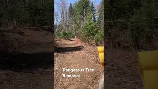 Forestry Winch Pulls Down Dangerous Tree dangeroustrees winching [upl. by Shalne]