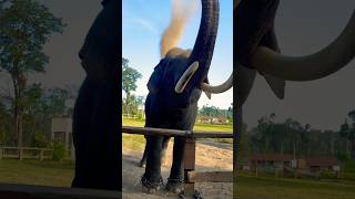 Elephant playing with Sand elephant shortvideo [upl. by Ursa]