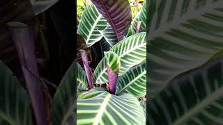 Conoce la Calathea Zebrina o Calathea Cebra [upl. by Sivie996]