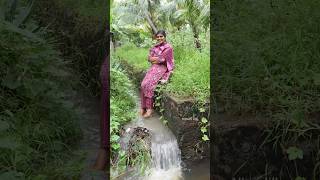 கார்த்திகை மாதப் பூ🌼 Sponge Gourd  காட்டு பீர்க்கு  தமிழ் மாதங்கள் herbal villagelife nature [upl. by Ecila]