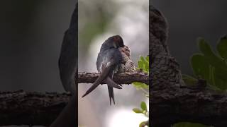 Dipper aquatic songbird science sciencefacts [upl. by Bensen]