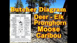 Butchering Diagram for Deer Elk Moose Pronghorn Caribou [upl. by Zetrac]