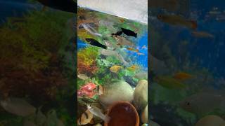 Water change aquarium pets fish aquarium minivlog guppy molly goldfish fishing vlog pet [upl. by Dimphia772]