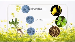 Plant Cell Culture explained [upl. by Eimarej]